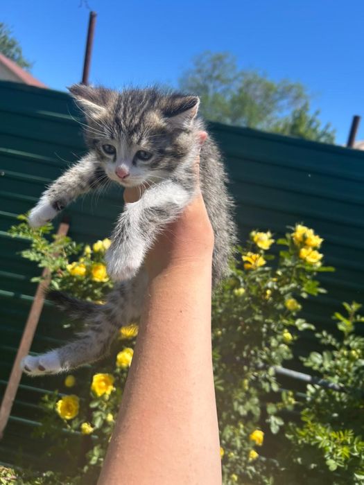 Отдам Котят 2мальчика 1девочка