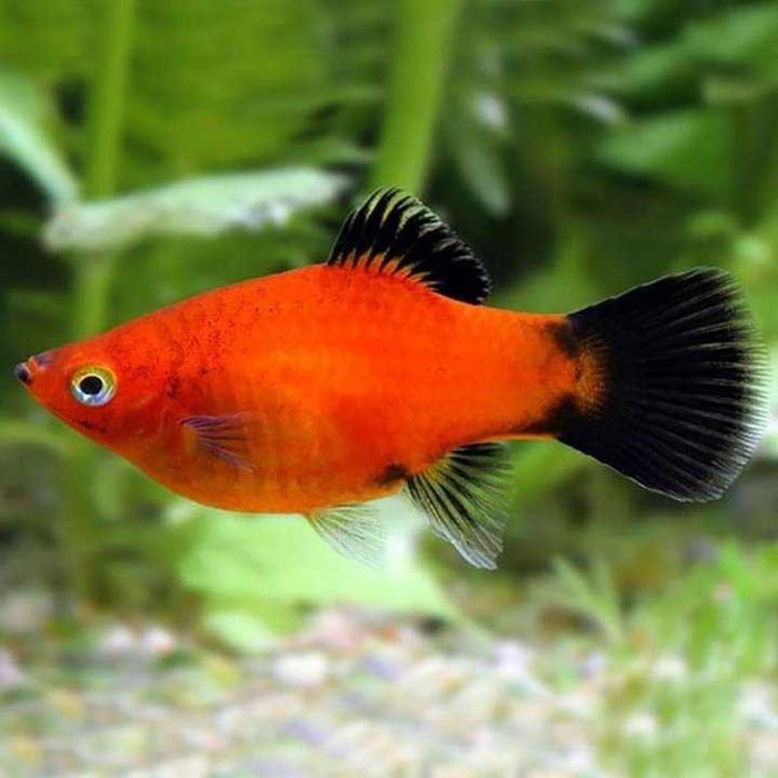 Продам гуппей, пецилек, растения аквариумные