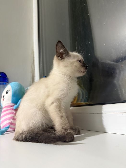 Котенок в добрые руки, девочка