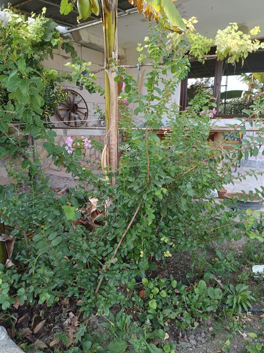 Индийски люляк розов