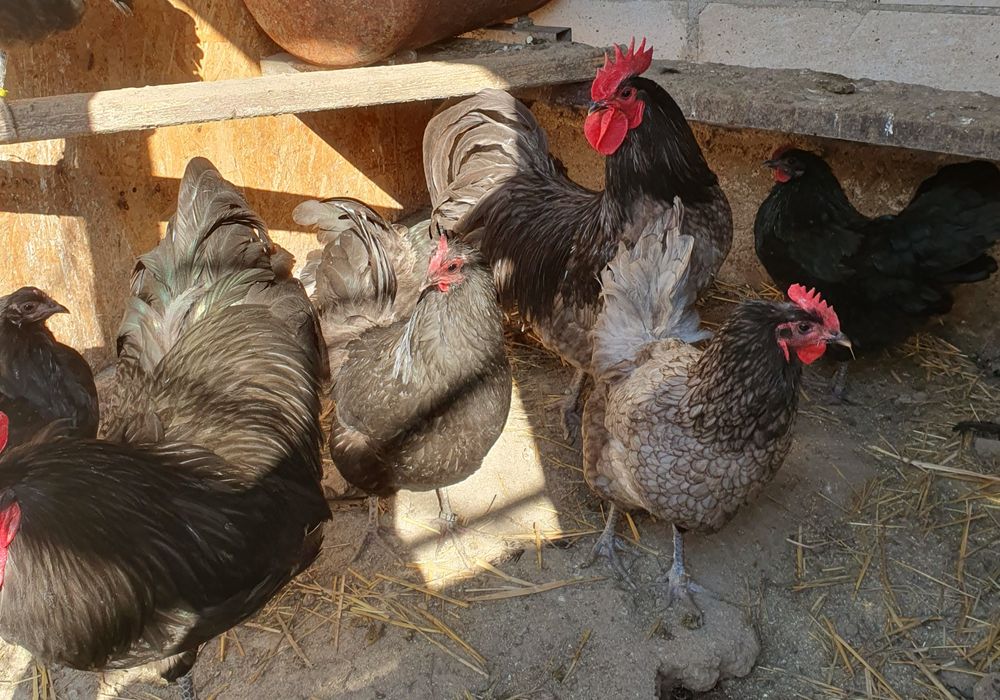 Pui australorp , motate olandeze