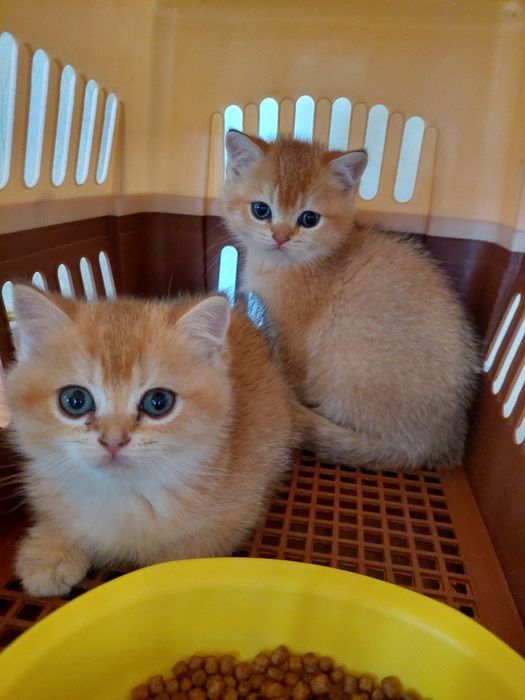 Британские шиншилла к,из ва угил бола  2 ойлик соглом