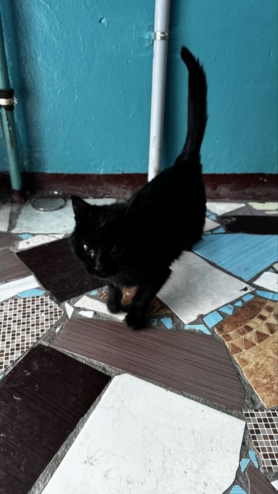 Кошка в добрые руки