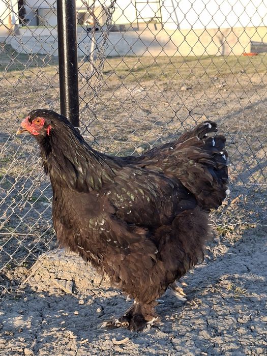 Cocoși/ouă rasă brahma