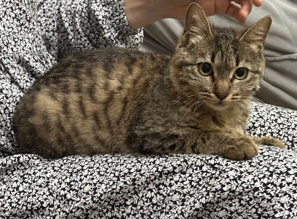 Котенок девочка 4 месяца отдадим в хорошие руки