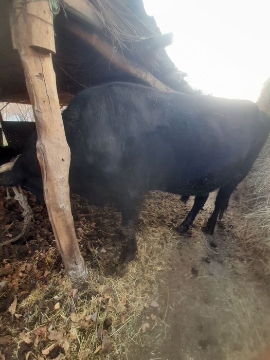 Buqa sotiladi toʻrt yoshar, sogʻlom