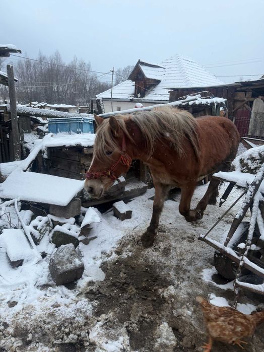 Vând mânză roaibă