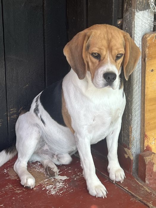 mascul beagle 2 ani