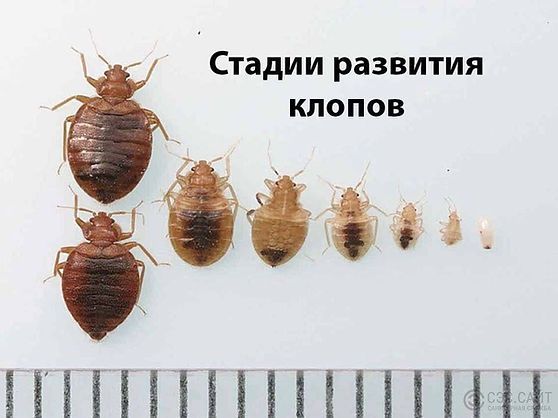 Средства от насекомых Dezin go