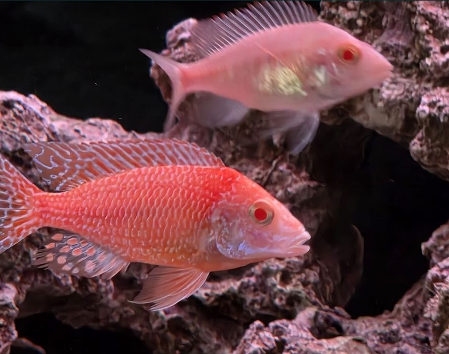 Красная орхидея, альбинос