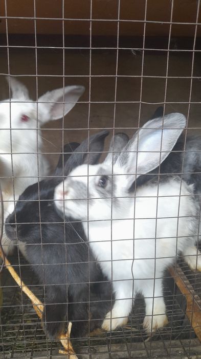 Кролики фландер 3месяца