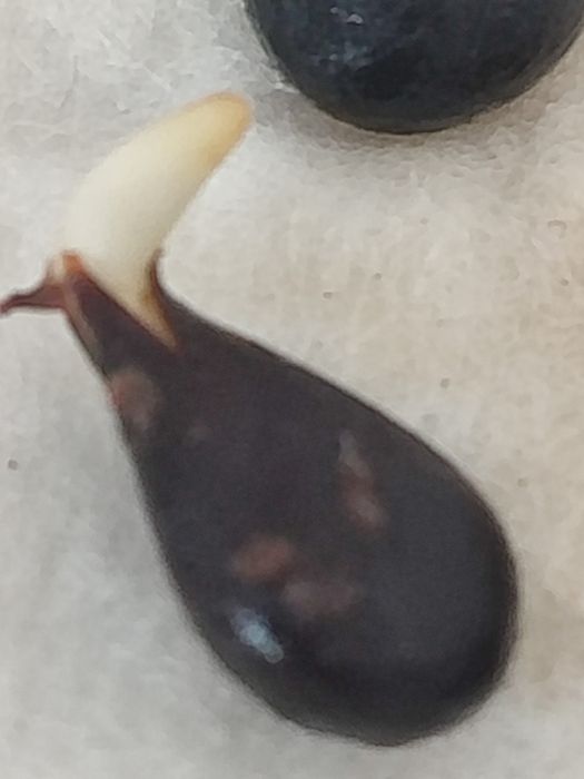 Продам семечко яблони