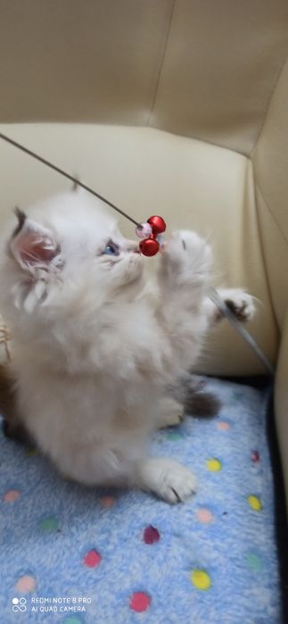 Манчкин белые котята