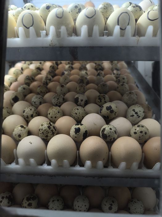 Qora shaxzoda tovuqlarini tuxumlari va jojalari