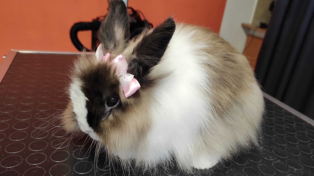 Груминг студио,подстригване на домашни любимци - кучета и котки