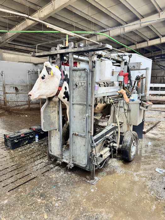 Servicii podotehnie (Curatat copite vaci)