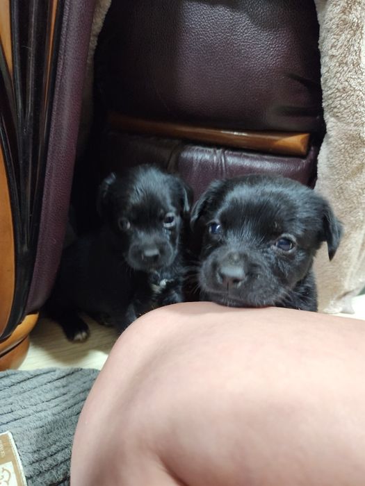 Отдам щенков в добрые руки. Девочки