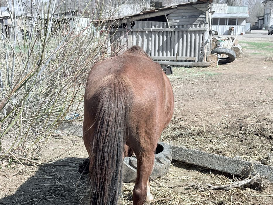 Обмен айғырға көкпар көрген