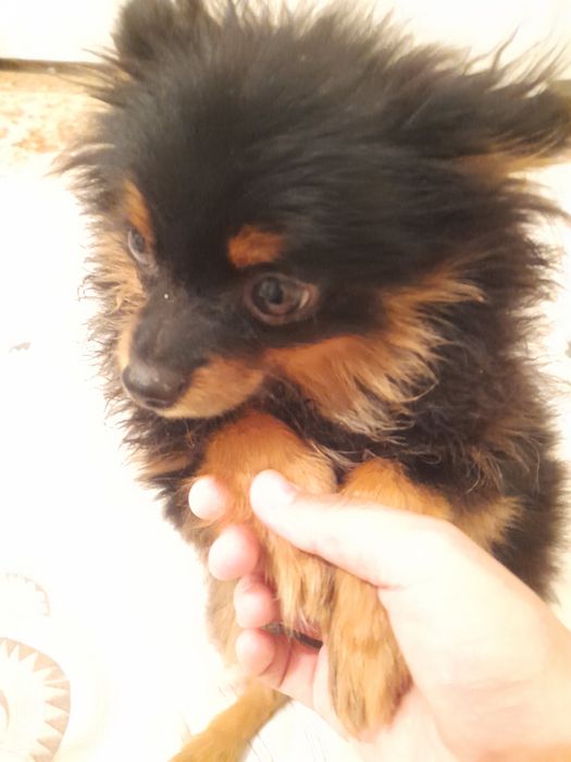 шпиц маленкие сабакие