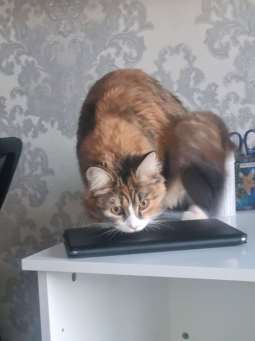 Отдам кошку в добрые руки