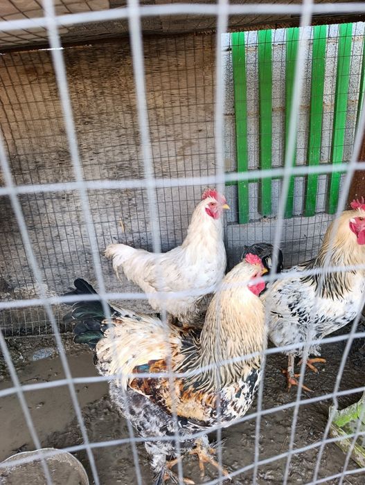 Продам годовалых петушек