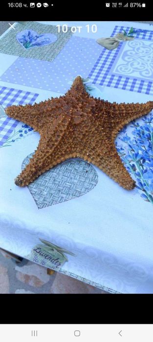 Морски артикули декорация