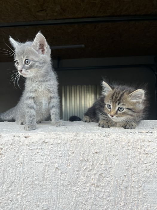Отдам котят в добрые руки