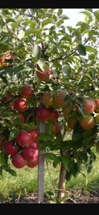 Продажа саженцев