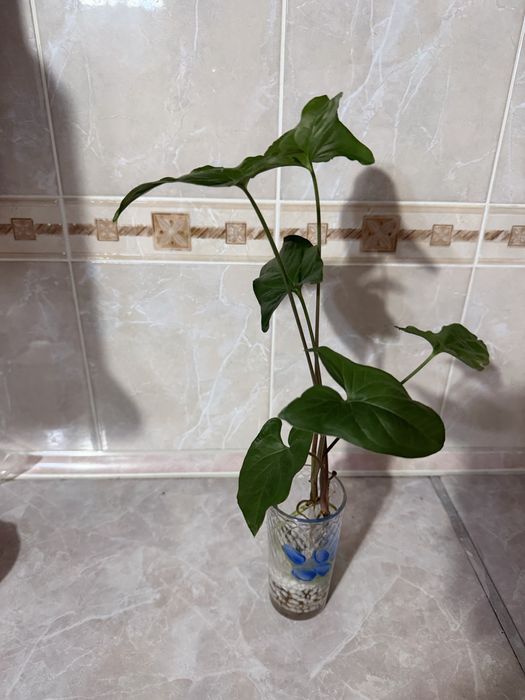 Продам комнаиные цветы