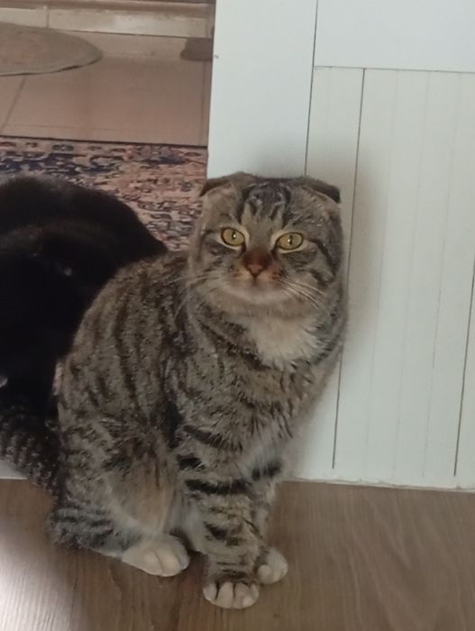 Шотландский Вислоуха