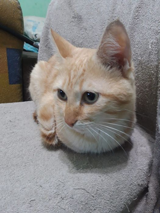 Отдам рыжего кота