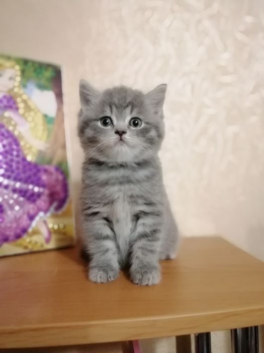 Шотландские котята