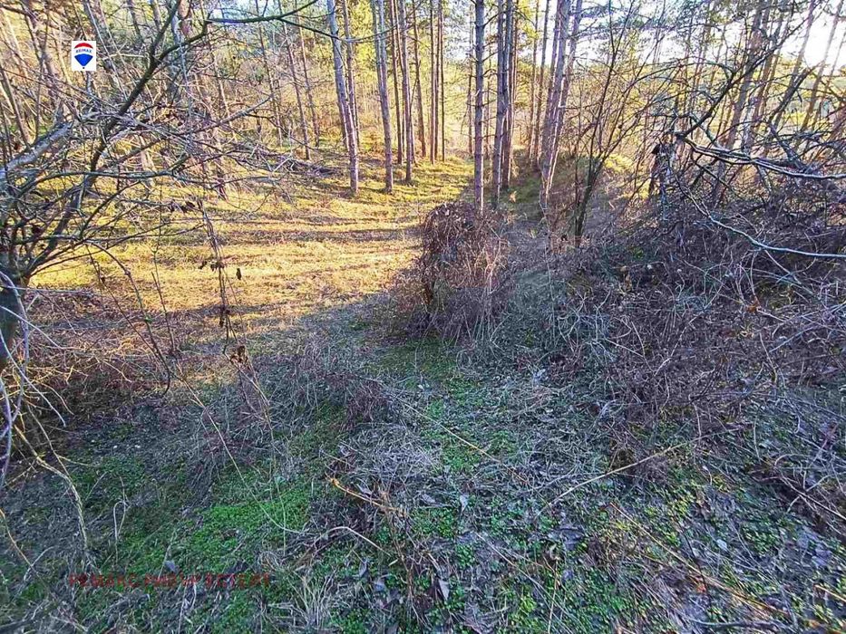 Горски масив в района на Лесопарк Липник