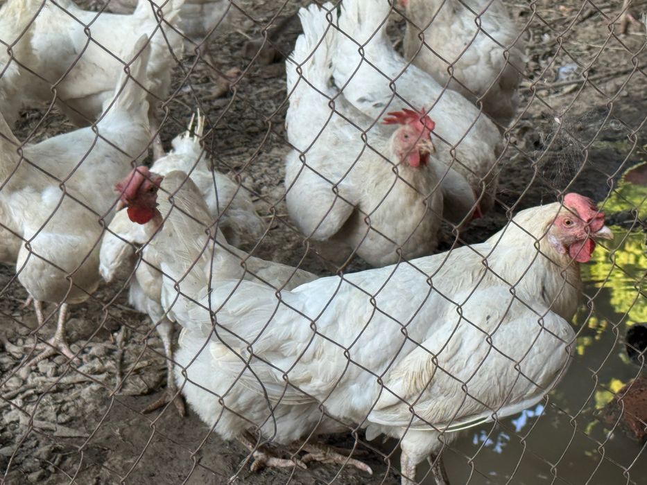 tovuq , курица kop bor kere bosa aloqaga chiqila kelishamz
