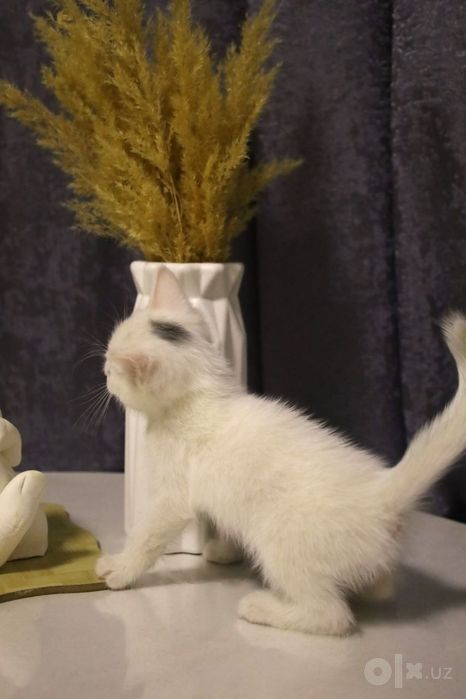 Котята «Као мани» породистые