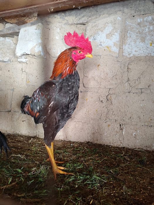 Шолпан шөже дакан шолпан