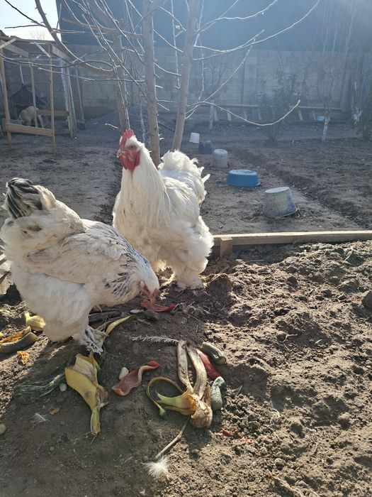 Светлый петух кахин белый