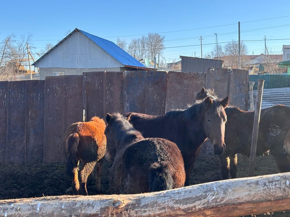 Тайлар сатылады. Семіз.