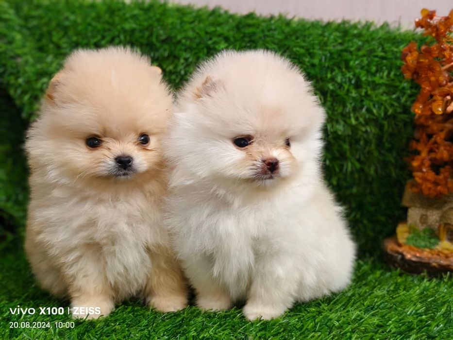 Продам щенков шпица миников