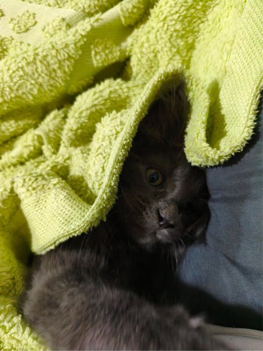 котенок Мейн Куна