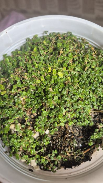 Распродажа.  Любой цветок за 800тг.