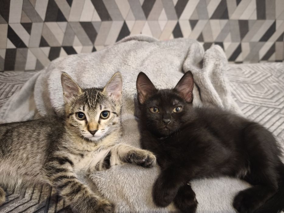 Котята бесплатно!