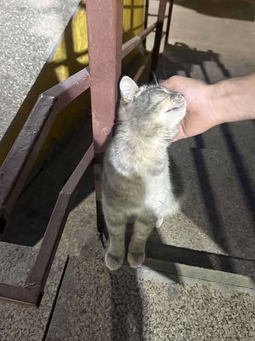 Кот шотландской породы