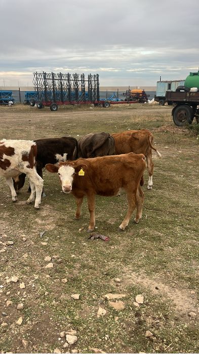 продам 5 голов подсосных телят