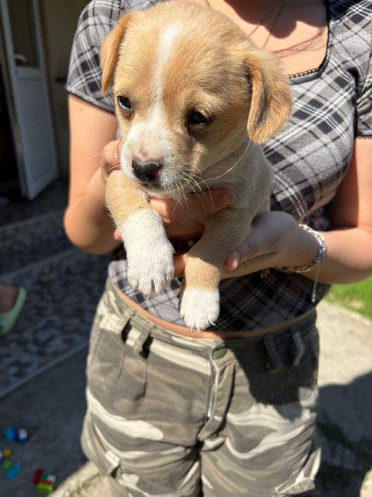 Cățeluși pentru adopție