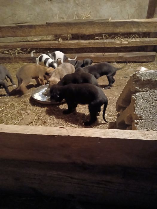 Продам щенков грейхаунд