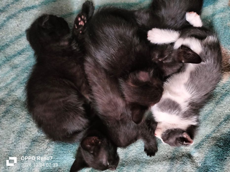 Отдам котят бесплатно