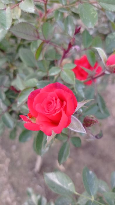 Штамп атир гулар