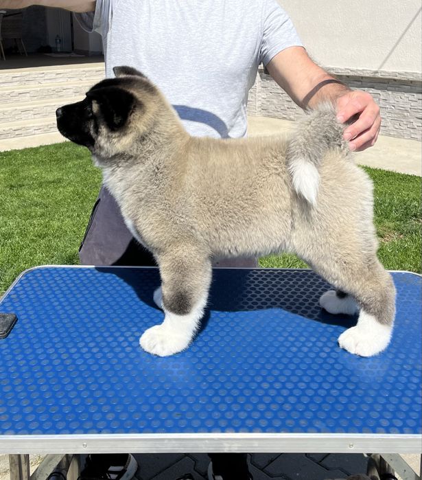 Catei Alita American