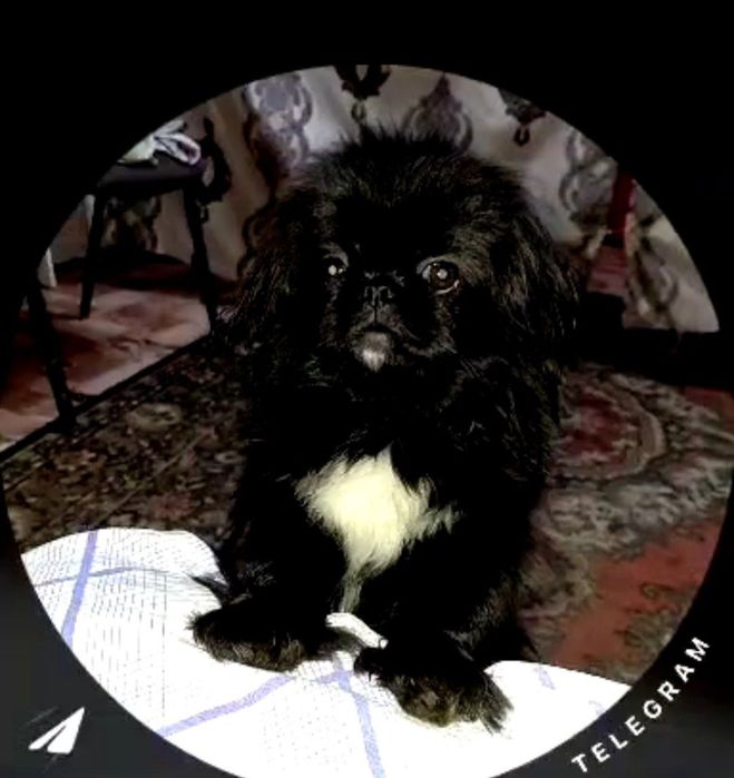 пропала собака пикинес